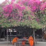 under tree money quotes
