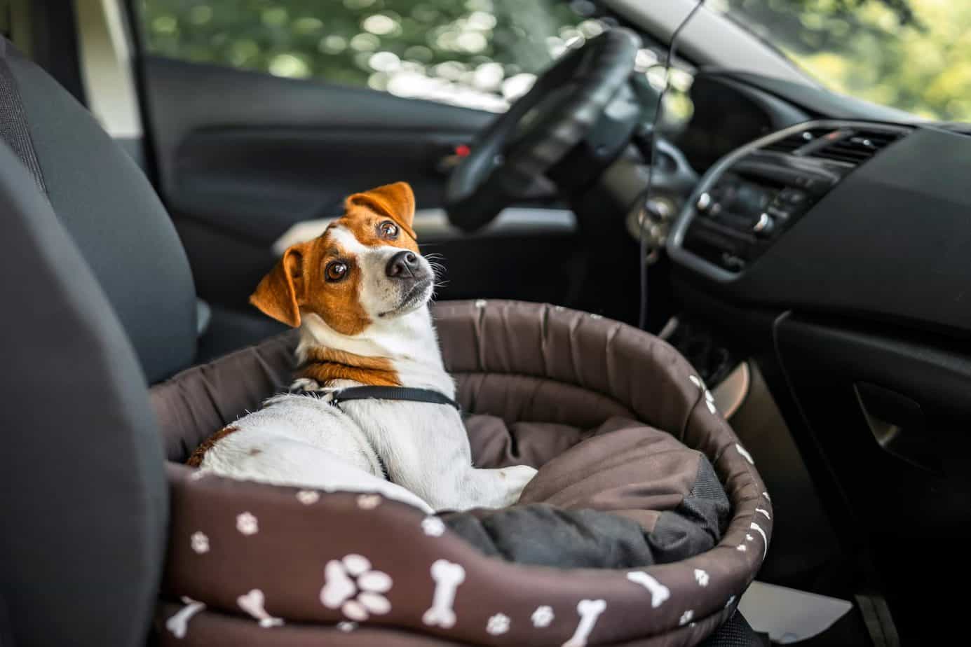 What To Do If Your Dog Gets Carsick